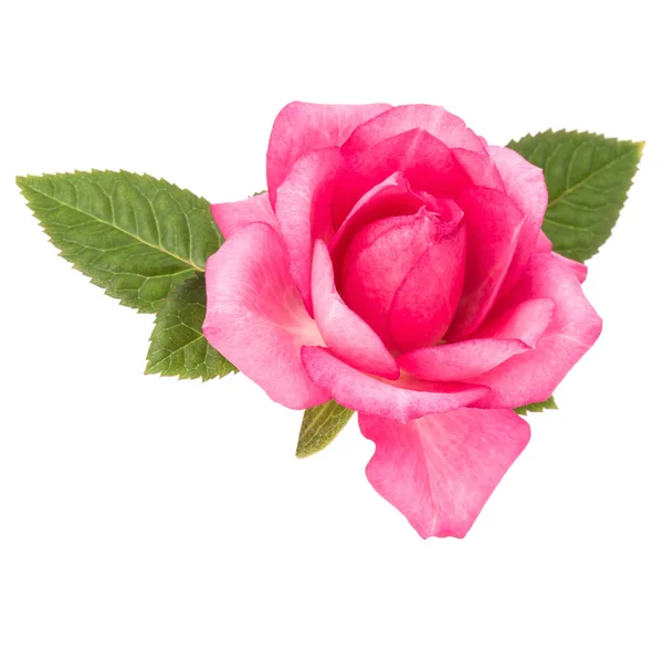 白い背景cuに隔離された葉を持つ1つのピンクのバラの花 — ストック写真