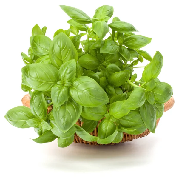 Sweet basil herb leaves bunch in wicker basket isolated on white — Stock Photo, Image