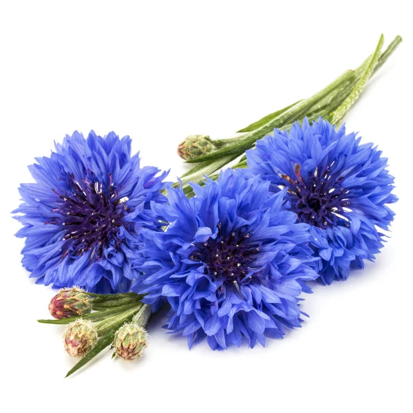 Blauwe Korenbloem kruid of Bachelor knop bloem boeket geïsoleerd — Stockfoto