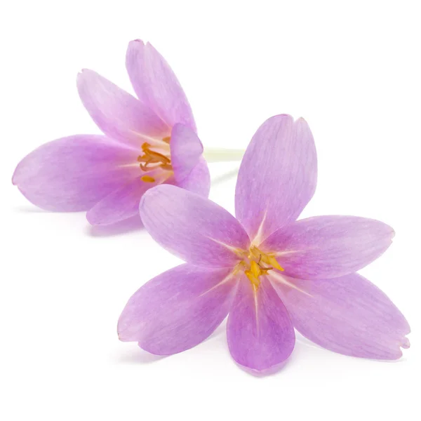 Lila crocus bloemen geïsoleerd op witte achtergrond — Stockfoto