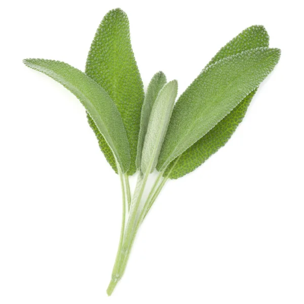 Φύλλα φασκόμηλο που απομονώνονται σε λευκό φόντο cutout. — Φωτογραφία Αρχείου