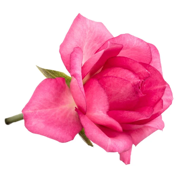 Одна рожева квітка троянди ізольована на білому тлі вирізання — стокове фото