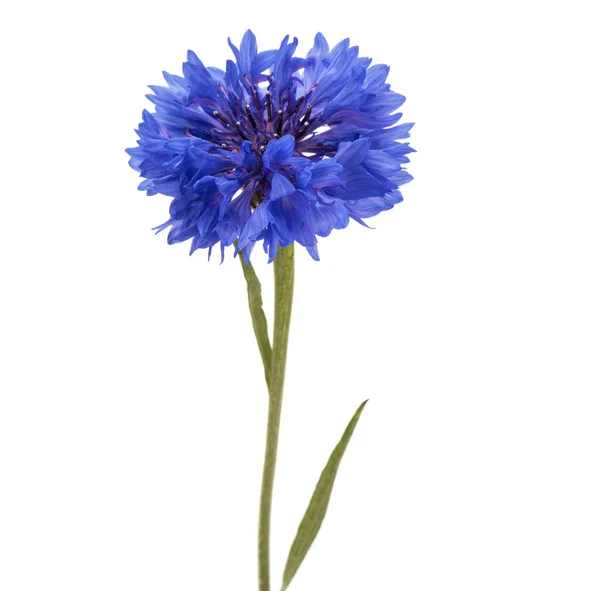 青いコーンフラワー ハーブまたは独身ボタン花頭に分離 — ストック写真