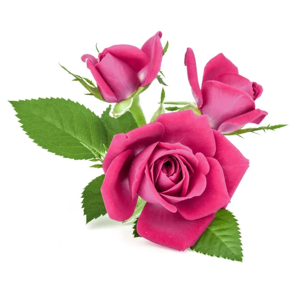 Pink rose flower bouquet isolated on white background cutout — Stock Photo, Image