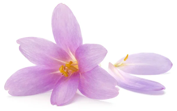 Flores de cocodrilo lila aisladas sobre fondo blanco —  Fotos de Stock