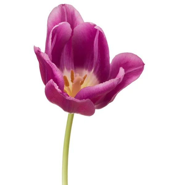 lilac tulip flower head isolated on white background