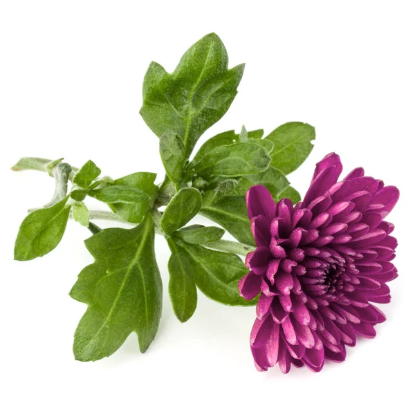 Flieder Chrysanthemen Blume isoliert auf weißem Hintergrund — Stockfoto