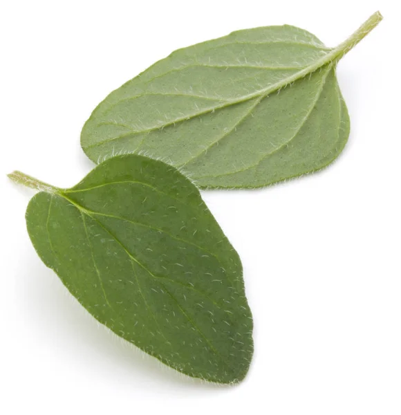 Folhas de orégano ou manjerona isoladas no recorte de fundo branco — Fotografia de Stock