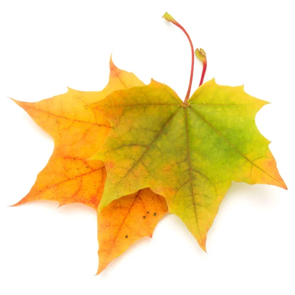 Beyaz arkaplanda izole edilmiş renkli sonbahar akçaağaç yaprağı — Stok fotoğraf