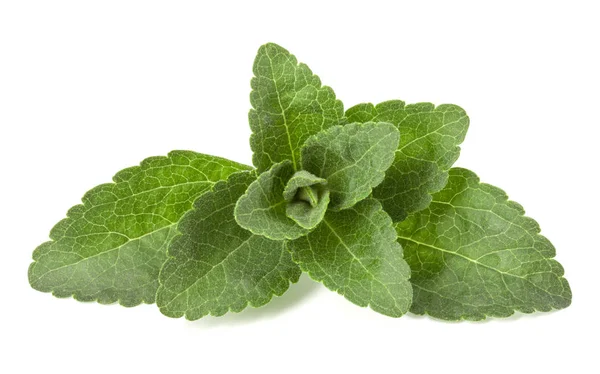 Stevia lämnar bitar isolerade om vit bakgrund klipp ut. — Stockfoto