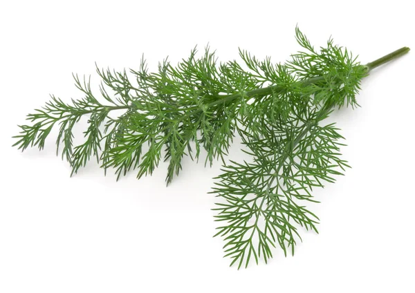 Close up shot of branch of fresh green dill herb leaves isolated Royalty Free Stock Photos