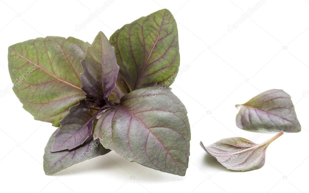 Close up studio shot of fresh red basil herb leaves isolated on 