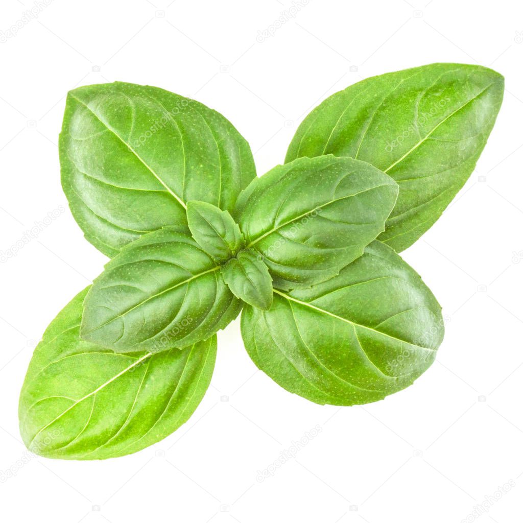 Fresh sweet Genovese basil leaves isolated on white background c