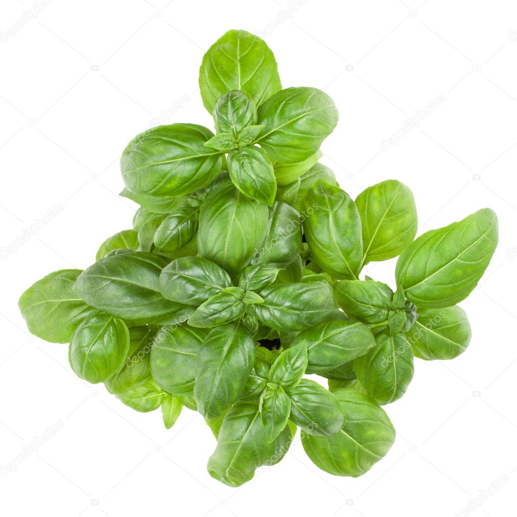 Fresh sweet Genovese basil bouquet isolated on white background 