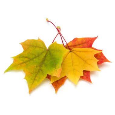 Beyaz arkaplanda izole edilmiş renkli sonbahar akçaağaç yaprağı 