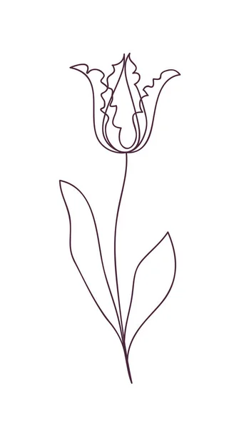 美丽的郁金香花。线条艺术概念的设计。连续画线。花柱化的花朵象征。矢量说明 — 图库矢量图片