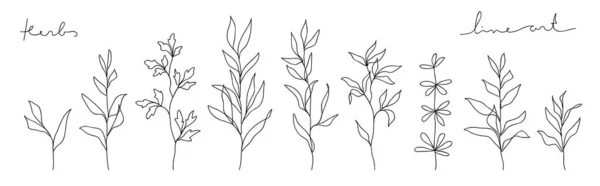 Colección de arte de línea de hierbas. Abstracto hojas línea continua dibujo conjunto. — Archivo Imágenes Vectoriales