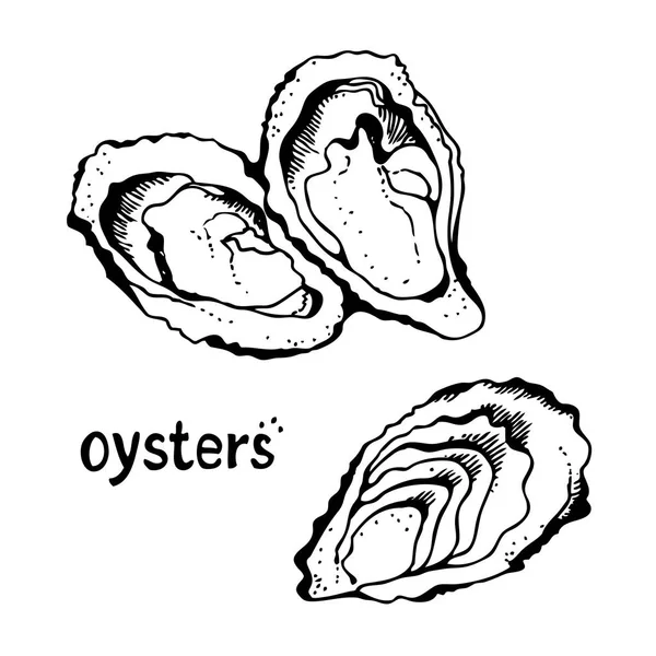 Oesters Vector Instellen Geïsoleerd Witte Achtergrond — Stockvector