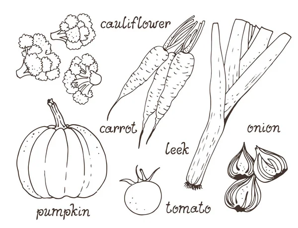 Gemüse Vektorset Handgezeichnete Kollektion Kürbis Tomate Karotte Zwiebel Blumenkohl Lauch — Stockvektor