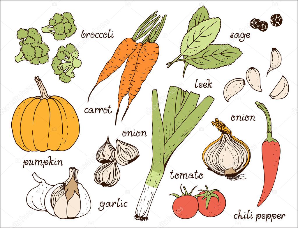 Vegetable color vector set, hand drawn food background with: tomato, carrot, pumpkin, onion, broccoli, leek, garlic, chili pepper, herbs