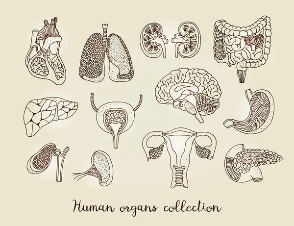 Ręcznie Rysowane Zestaw Ludzkich Narządów Wewnętrznych Kolekcja Anatomii Wektor Białym — Wektor stockowy