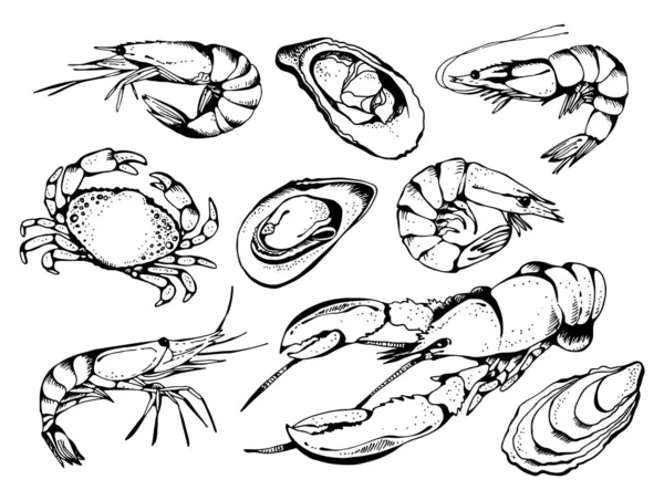 Conjunto Vetor Frutos Mar Coleta Vetor Alimentos Estilo Esboço Isolado — Vetor de Stock