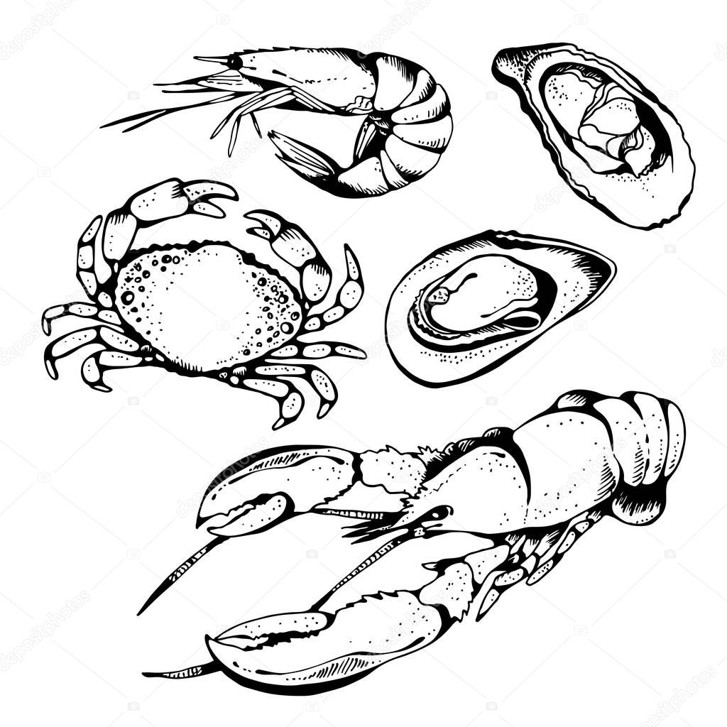 Seafood vector set, food vector collection in sketch style isolated on white background: lobster, crab, shrimp, oyster, mussel