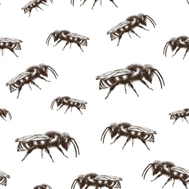 Bal arısı renk vektör beyaz arka plan üzerinde izole gravür tarzı dikişsiz desen