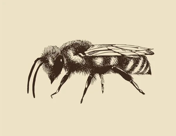 Honigbienen Vektorillustration Gravurstil Isoliert Auf Beigem Hintergrund — Stockvektor