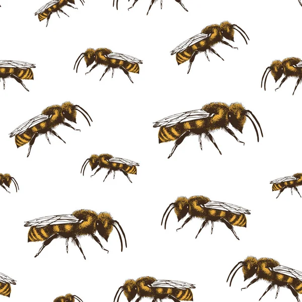 Honey Bee Färg Vektor Sömlösa Mönster Gravyr Stil Vit Bakgrund — Stock vektor