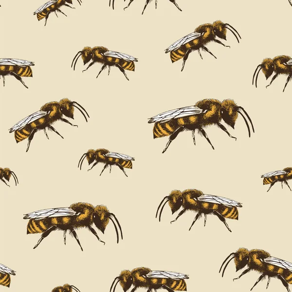 Miel Abeja Vector Color Patrón Sin Costura Estilo Grabado Sobre — Vector de stock