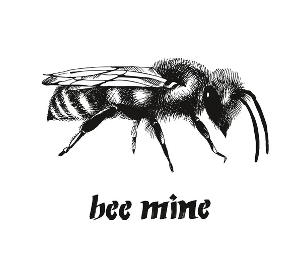 Werden Meine Valentine Karte Honigbiene Farbe Vektor Illustration Gravur Stil — Stockvektor