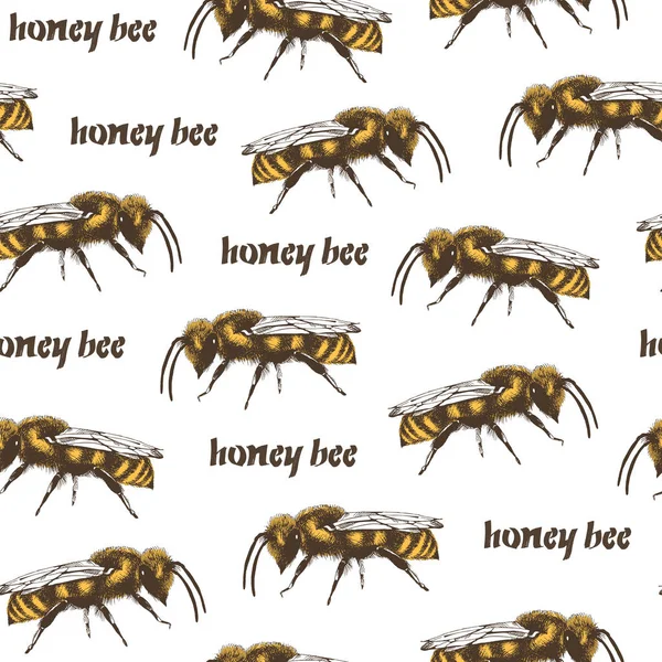 Honigbiene Und Waben Farbvektor Nahtlose Muster Gravur Stil Auf Weißem — Stockvektor