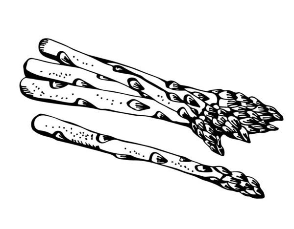 Asperges Vector Tekening Met Hand Getekend Illustratie Geïsoleerd Witte Achtergrond — Stockvector