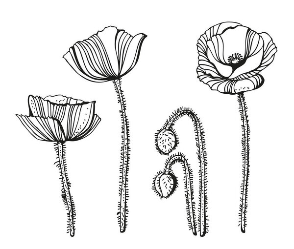 Poppy flowers vector illustration, hand drawn set isolated on white background