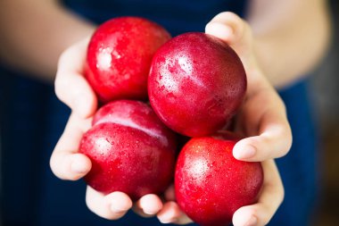 Çocukların elinde erikler. Kırmızı erik. Sağlıklı beslenme