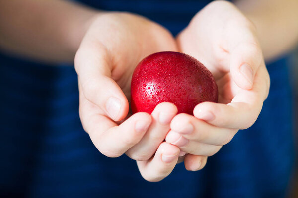 Plums in children's hands. Red plum. Healthy diet