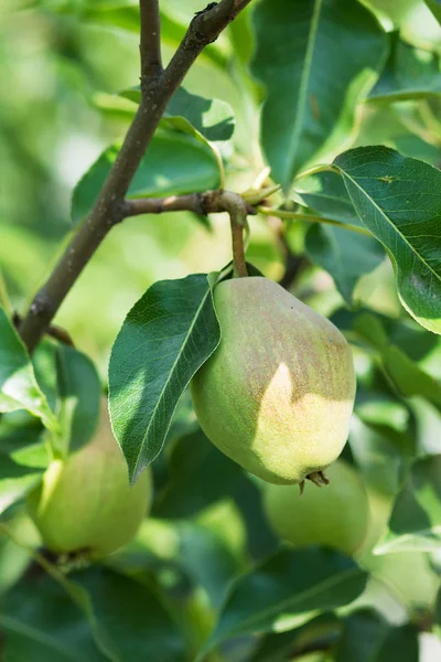 Ağaçtaki yeşil armutlar