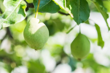 Ağaçtaki yeşil armutlar