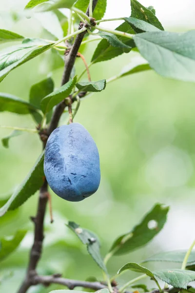 Plum tree. Plum garden