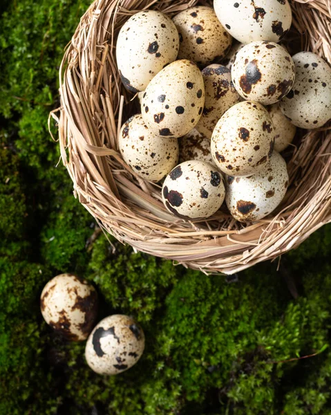 Œufs Caille Dans Nid Sur Fond Mousse Sur Mousse Trouve — Photo