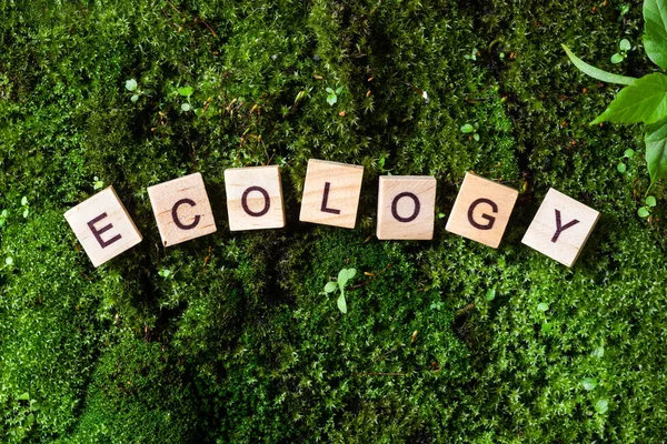 Parola Ecologia Parola Ecologia Scritta Uno Sfondo Muschio Lettere Sui — Foto Stock