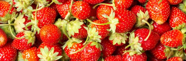 Strawberry Background Fresh Strawberries Close Strawberries Spread Out Table Banner — Stock Photo, Image