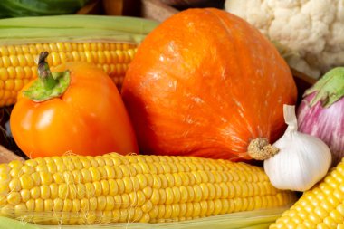 Sebzeler. Tahta bir kutuda taze çiğ mısır, balkabağı, tatlı biber, lahana ve sarımsak. Sonbahar hasadı konsepti. Sebzeler kapanıyor.