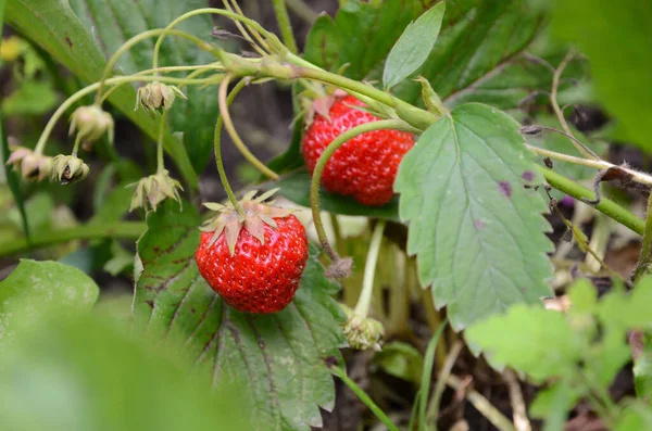 草莓灌木上的草莓 — 图库照片