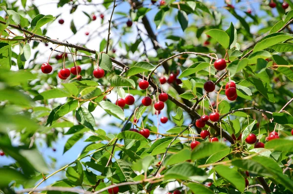 木の上で桜を熟す — ストック写真