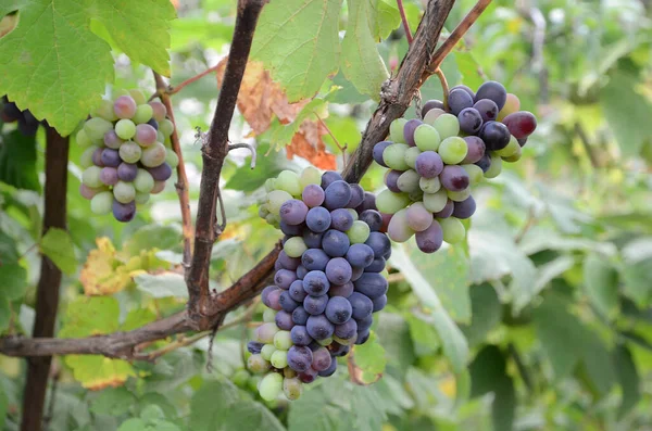 Uvas Rojas Púrpuras Con Hojas Verdes —  Fotos de Stock