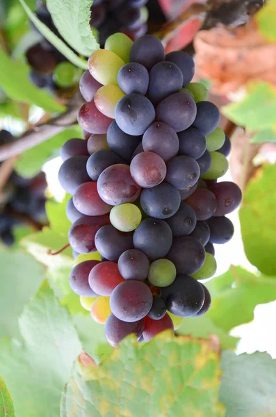 Uvas Rojas Púrpuras Con Hojas Verdes —  Fotos de Stock