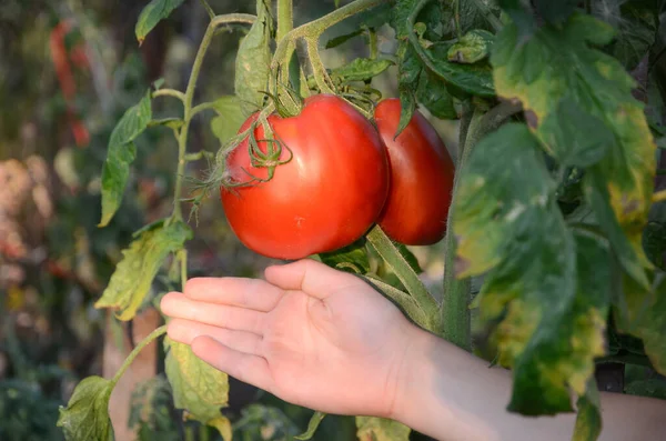 Pomodori Maturi Giardino — Foto Stock