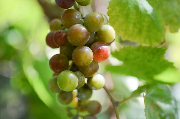 Uvas Rojas Púrpuras Con Hojas Verdes —  Fotos de Stock